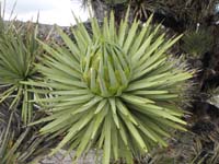33-stop_at_end_of_dirt_road-joshua_tree_starting_to_grow_bloom