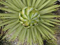 34-stop_at_end_of_dirt_road-joshua_tree_starting_to_grow_bloom