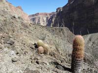 67-impressive_number_of_barrel_cacti_and_ocotillos_in_Grand_Canyon