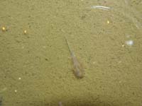34-zoomed_view_of_fairy_shrimp_swimming_in_tenaja