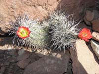 39-flowering_Hedgehog_cactus