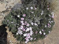 40-pretty_flowering_plant