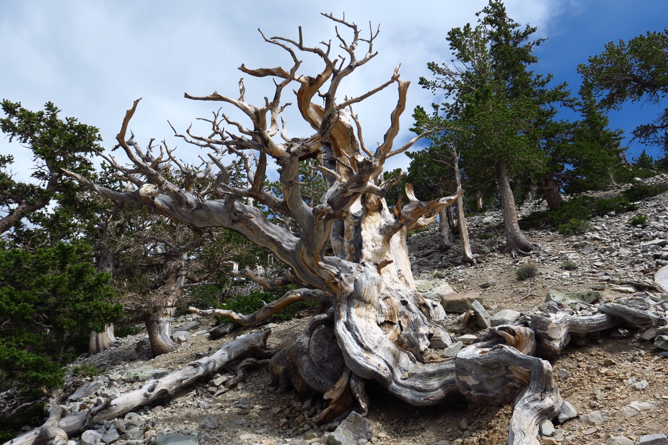 06-old_dead_bristlecone_pine_tree