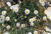 15-rockslide_fleabane-aster_family-erigeron_leiomerus