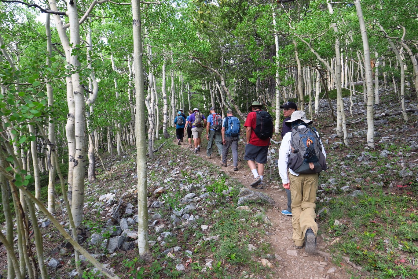 02-walking_through_an_aspen_grove