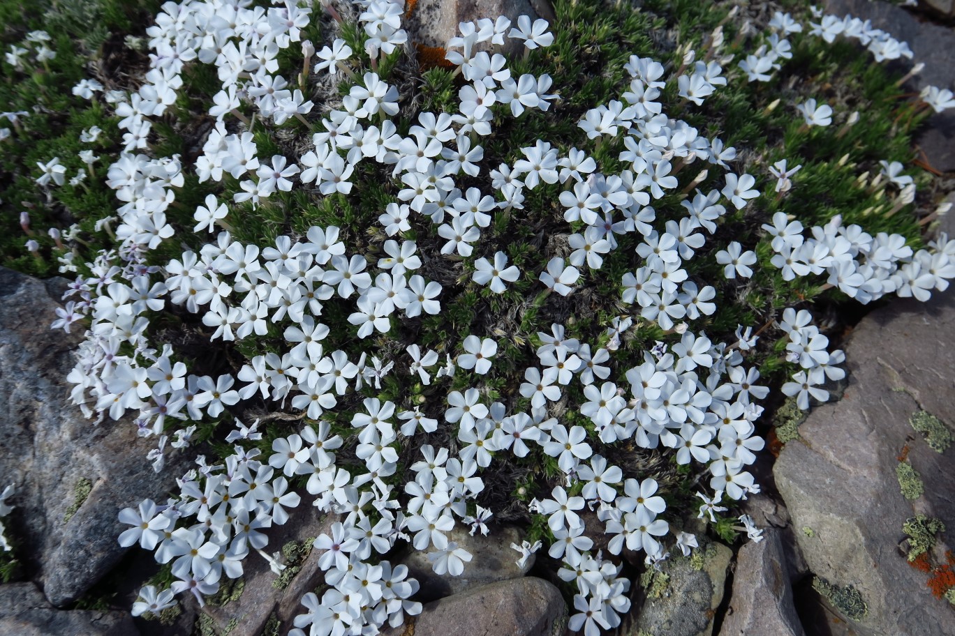 05-cushion_phlox-phlox_family-phlox_pulvinata