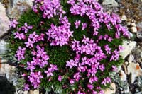 15-moss_campion-pink_family-silene_acaulis