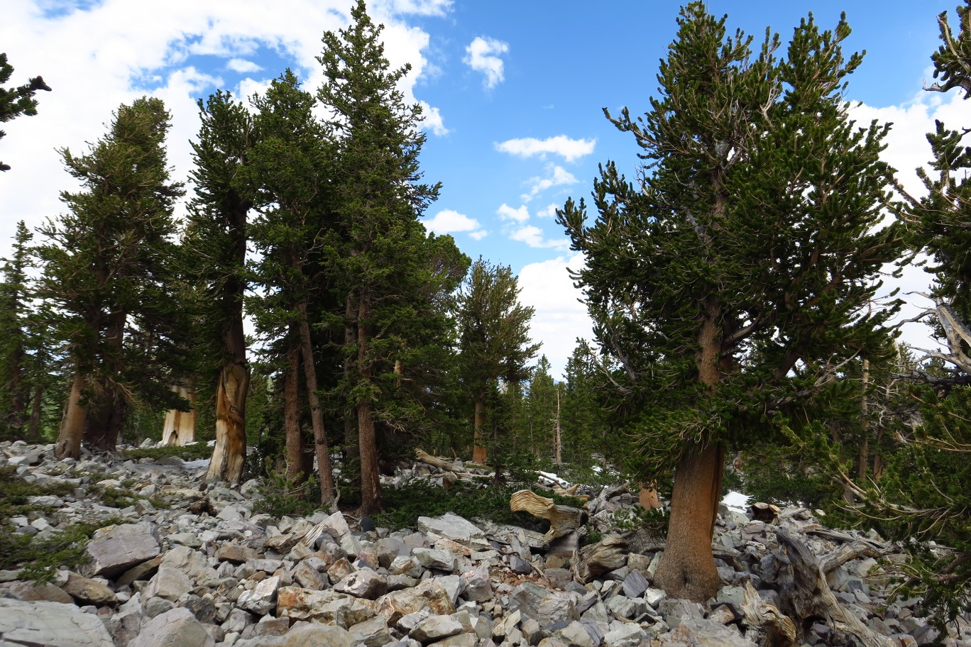 15-young_bristlecone_pine_trees