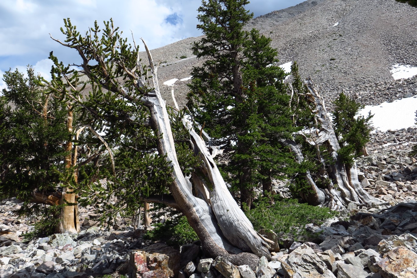 16-amazing_odd_shaped_bristlecone_pine_trees