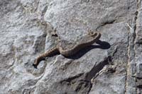 30-sidewinder_rattlesnake_watching_Luba-very_young_and_small,rattle_has_not_formed_yet