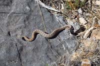 31-sidewinder_rattlesnake_watching_me_as_it_slithers_away-it_was_sunning_itself_on_rock_blending_in