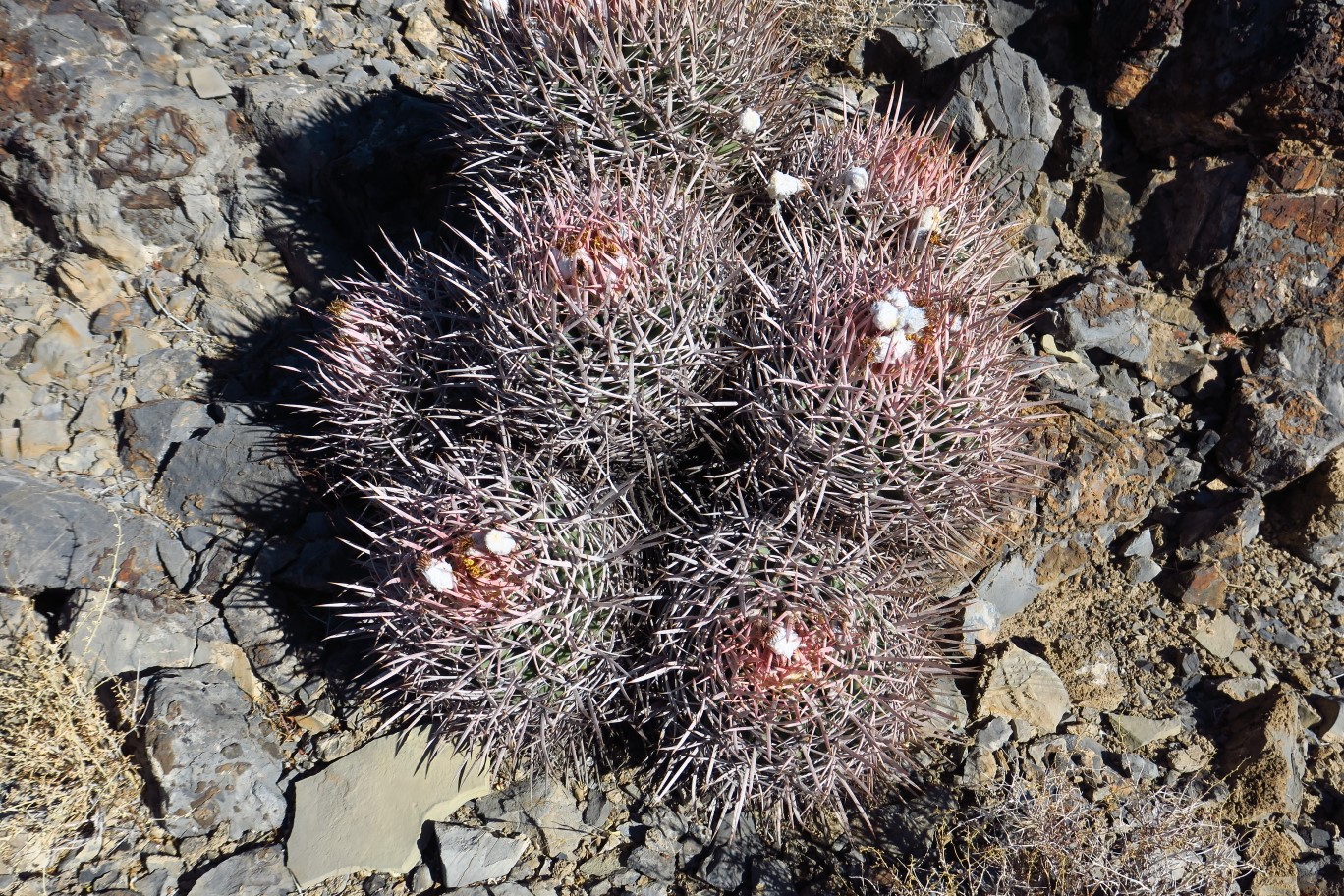 29-Cactus-Cottontop_Cactus