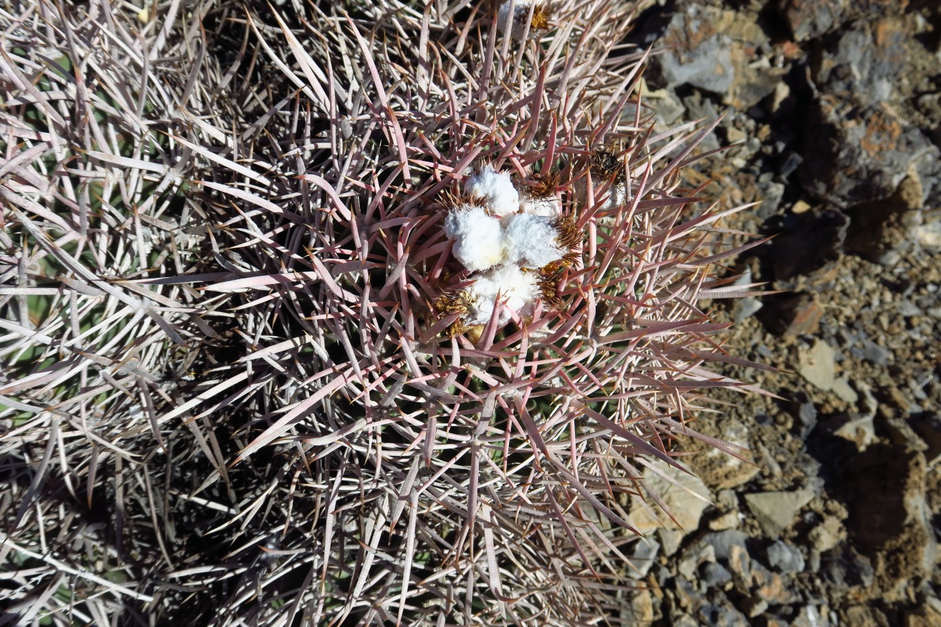 30-Cactus-Cottontop_Cactus