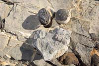 16-fossil_and_rocks_collected_from_peak