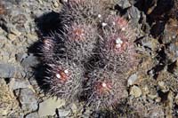 29-Cactus-Cottontop_Cactus