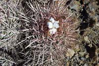 30-Cactus-Cottontop_Cactus