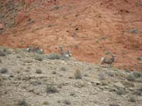 71-bighorn_sheep