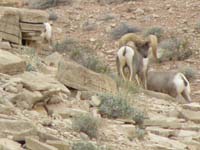 72-big_mature_male_bighorn_sheep