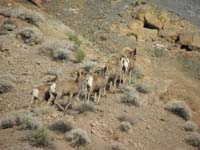 81-Bighorn_Sheep