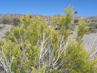 105-lots_of_butterflies-flowering_bush_with_many_butterflies