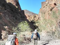 20-lots_of_acacia_in_wash-destination_peak_in_distance