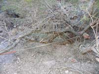 43-according_to_Ed_an_acacia_has_awesome_root_base-even_two_inches_thick,great_for_anchor