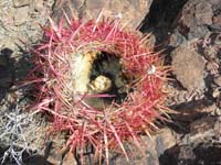 52-cored_out_fishhook_cactus