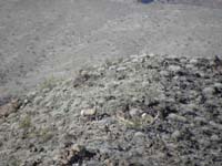 27-saw_a_couple_bighorn_sheep_in_distance
