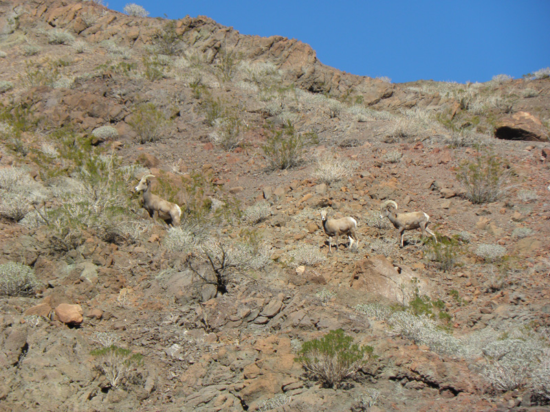 57-bighorn_sheep_watching_us