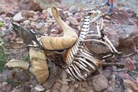 096-amazing_large_bighorn_sheep_male_skeleton-must_have_fallen_breaking_its_spine