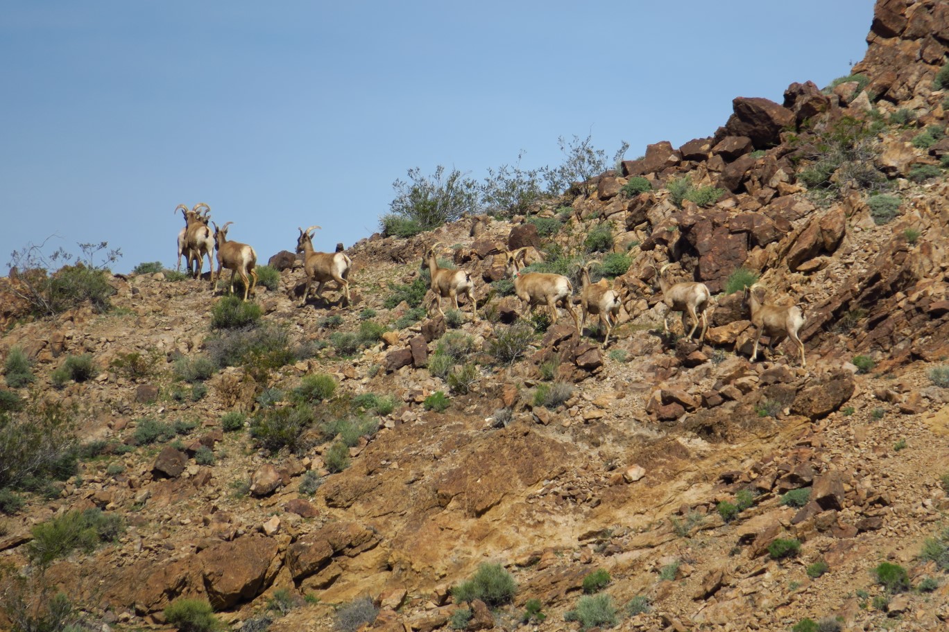 28-group_of_bighorn_sheep