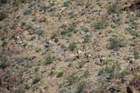 27-group_of_bighorn_sheep