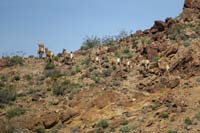 28-group_of_bighorn_sheep