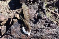 46-encountered_bird_feathers-looks_to_have_been_a_fight_in_the_sky