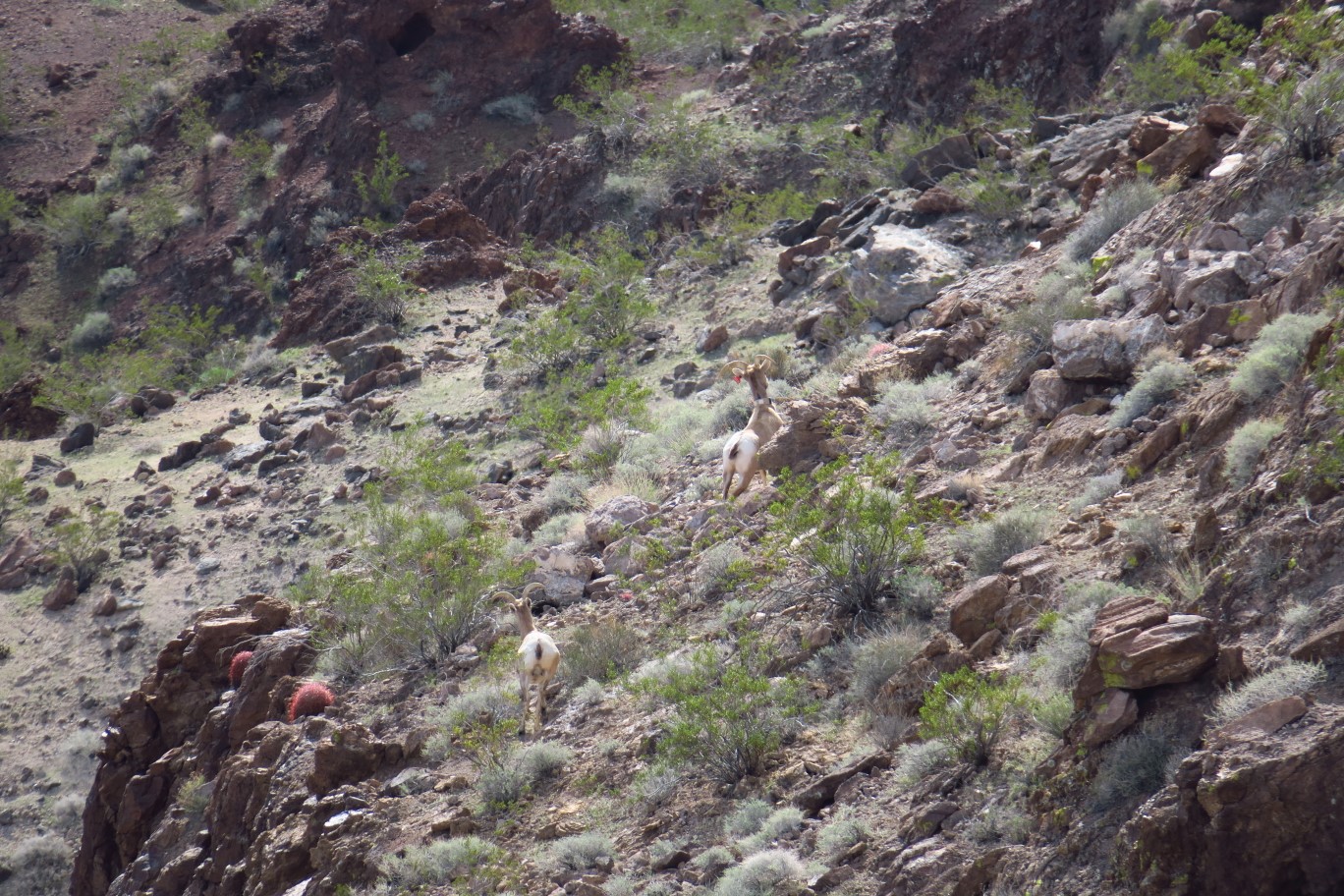 17-noticed_bighorn_sheep_below