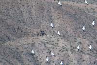 37-group_of_pelicans_circling