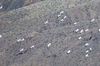 39-group_of_pelicans_circling