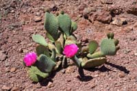 47-blooming_beavertail_cactus