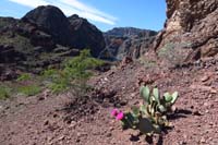 48-blooming_beavertail_cactus_and_pretty_landscape