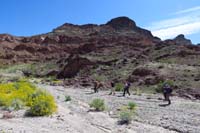 53-pretty_blooming_brittlebush_in_a_wash