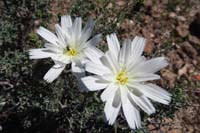 58-Chicory-Desert-(Rafinesquia_neomexicana)_and_small_bee
