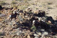 38-spotted_a_couple_male_bighorn_sheep