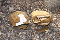 42-came_across_a_couple_old_desert_tortoise_shells