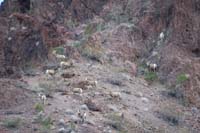52-zoom_view_of_bighorn_sheep_herd_with_youngsters
