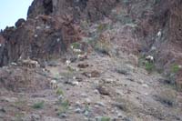 53-zoom_view_of_bighorn_sheep_herd_with_youngsters