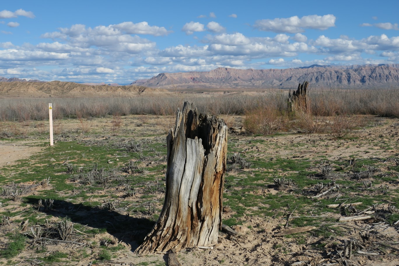 14-remnants_of_planted_trees_on_a_property