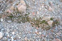 54-quite_amazing_to_find_healthy_moss_in_the_middle_of_nowwhere