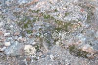 55-quite_amazing_to_find_healthy_moss_in_the_middle_of_nowwhere