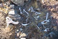 56-bighorn_sheep_bones_we_pass_by_every_year