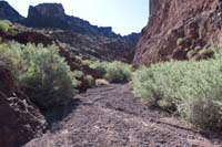 35-lots_of_healthy_fourwing_saltbush_in_the_drainage